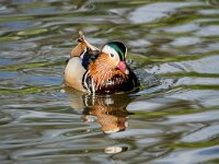 Aix galericulata 12, Mandarijneend, adult male, Saxifraga-Theo Verstrael