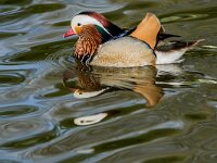 Aix galericulata 15, Mandarijneend, adult male, Saxifraga-Theo Verstrael
