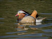 Aix galericulata 16, Mandarijneend, adult male, Saxifraga-Theo Verstrael