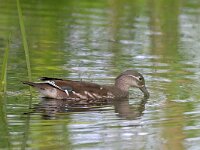 Aix galericulata 17, Mandarijneend, Saxifraga-Tom Heijnen