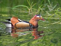 Aix galericulata 18, Mandarijneend, Saxifraga-Tom Heijnen