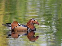 Aix galericulata 19, Mandarijneend, Saxifraga-Tom Heijnen