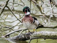 Aix sponsa 14, Carolina-eend, adult male, Saxifraga-Theo Verstrael