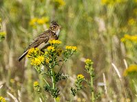 Alauda arvensis 37, Veldleeuwerik, adult male, Saxifraga-Theo Verstrael