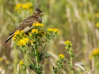 Alauda arvensis 38, Veldleeuwerik, adult male, Saxifraga-Theo Verstrael