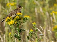 Alauda arvensis 39, Veldleeuwerik, adult male, Saxifraga-Theo Verstrael