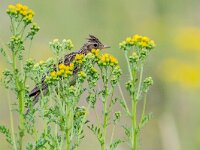 Alauda arvensis 40, Veldleeuwerik, adult male, Saxifraga-Theo Verstrael