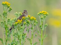 Alauda arvensis 41, Veldleeuwerik, adult male, Saxifraga-Theo Verstrael