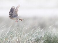 Alauda arvensis 42, Veldleeuwerik, Saxifraga-Mark Zekhuis
