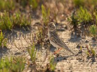 Alaudala rufescens 2, Kleine kortteenleeuwerik, Saxifraga-Bart Heijne : 2022, Ebro delta, Spanje, kleine kortteenleeuwerik, mei, vakantie, vogel