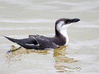 Alca torda 28, Alk, Saxifraga-Bart Vastenhouw