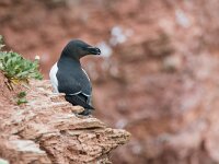 Alca torda 38, Alk, adult breeding plumage, Saxifraga-Theo Verstrael