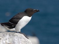 Alk, Razorbill  Alk, Razorbill : Alk, Engeland, England, Farne Isles, Razorbill, Seahouses, black, colony bird, eiland, kolonievogel, rocky., rots, sea bird, sea birds, steen, stone, vogel, white, wit, zeevogel, zeevogels, zwart