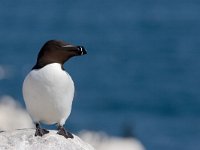 Alk, Razorbill  Alk, Razorbill : Alk, Engeland, England, Farne Isles, Razorbill, Seahouses, black, colony bird, eiland, kolonievogel, rocky., rots, sea bird, sea birds, steen, stone, vogel, white, wit, zeevogel, zeevogels, zwart