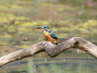 Alcedo atthis 102, IJsvogel, Saxifraga-Luuk Vermeer