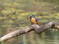 Alcedo atthis 103, IJsvogel, Saxifraga-Luuk Vermeer