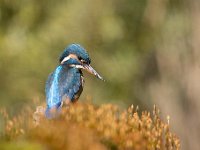 Alcedo atthis 114, IJsvogel, Saxifraga-Luuk Vermeer