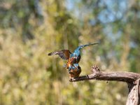 Alcedo atthis 116, IJsvogel, Saxifraga-Luuk Vermeer