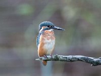 Alcedo atthis 137, IJsvogel, Saxifraga-Luuk Vermeer