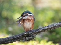 Alcedo atthis 145, IJsvogel, Saxifraga-Luuk Vermeer