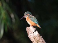 Alcedo atthis 147, IJsvogel, Saxifraga-Luuk Vermeer