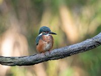 Alcedo atthis 151, IJsvogel, Saxifraga-Luuk Vermeer