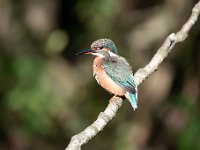 Alcedo atthis 152, IJsvogel, Saxifraga-Luuk Vermeer