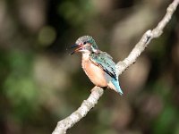 Alcedo atthis 155, IJsvogel, Saxifraga-Luuk Vermeer