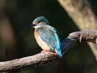 Alcedo atthis 157, IJsvogel, Saxifraga-Luuk Vermeer