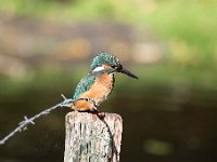 Alcedo atthis 162, IJsvogel, Saxifraga-Luuk Vermeer