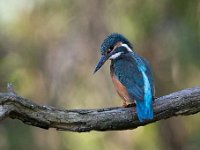 Alcedo atthis 163, IJsvogel, Saxifraga-Luuk Vermeer