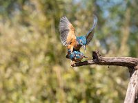 Alcedo atthis 170, IJsvogel, Saxifraga-Luuk Vermeer