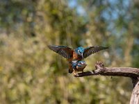 Alcedo atthis 175, IJsvogel, Saxifraga-Luuk Vermeer