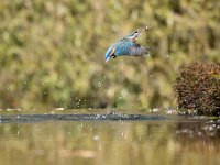 Alcedo atthis 178, IJsvogel, Saxifraga-Luuk Vermeer