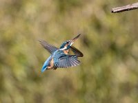 Alcedo atthis 180, IJsvogel, Saxifraga-Luuk Vermeer