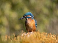 Alcedo atthis 182, IJsvogel, Saxifraga-Luuk Vermeer