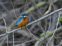 Alcedo atthis 193, IJsvogel, Saxifraga-Tom Heijnen