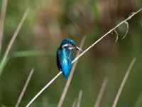 Alcedo atthis 86, IJsvogel, Saxifraga-Luuk Vermeer