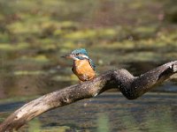 Alcedo atthis 93, IJsvogel, Saxifraga-Luuk Vermeer