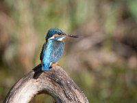 Alcedo atthis 95, IJsvogel, Saxifraga-Luuk Vermeer