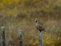 Alectoris rufa 21, Rode patrijs, adult, breeding plumage, Saxifraga-Theo Verstrael