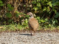 Alectoris rufa 9, Rode patrijs, Saxifraga-Bart Heijne : 2024, Frankrijk, Nages, rode patrijs, september, vakantie, vogel, wandeling
