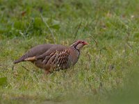 Alectoris rufa 1, Rode patrijs, Saxifraga-Luc Hoogenstein : Engeland, England, Farne Isles, sea bird, sea birds, vogel, zeevogel, zeevogels