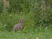 Alectoris rufa 2, Rode patrijs, Saxifraga-Luc Hoogenstein : Engeland, England, Farne Isles, sea bird, sea birds, vogel, zeevogel, zeevogels