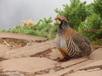 Alectoris rufa 6, Rode patrijs, Saxifraga-Mark Zekhuis