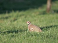 Alectoris rufa 7, Rode patrijs, Saxifraga-Dirk Hilbers