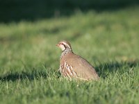 Alectoris rufa 8, Rode patrijs, Saxifraga-Dirk Hilbers