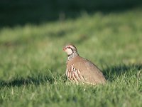 Alectoris rufa 9, Rode patrijs, Saxifraga-Dirk Hilbers