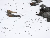 Alle alle 14, Kleine alk, Saxifraga-Bart Vastenhouw