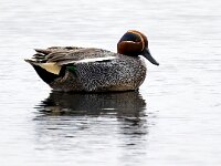 Anas crecca 62, Wintertaling, Saxifraga-Bart Vastenhouw